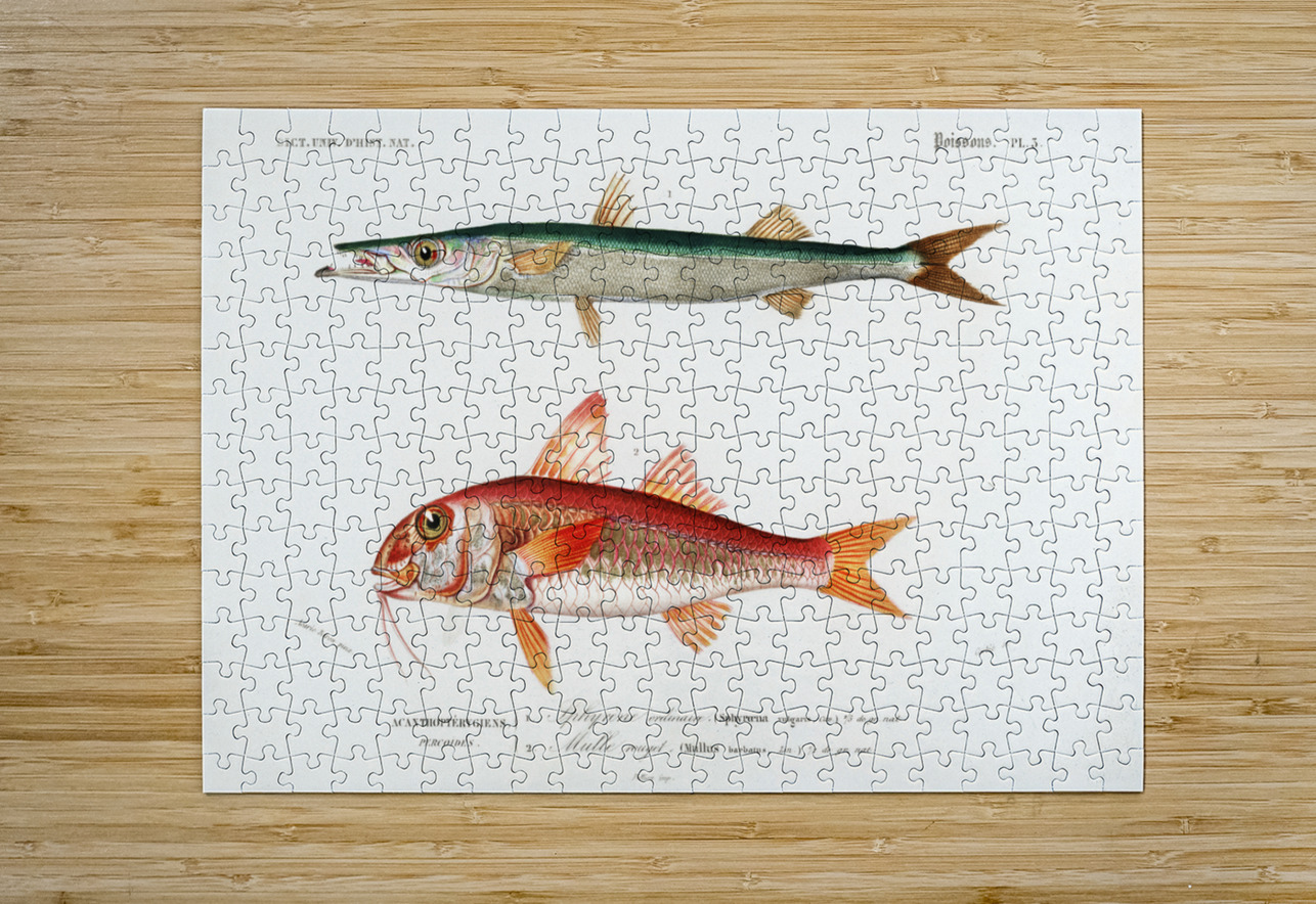 Different types of fishes IStockHistory com Puzzle printing