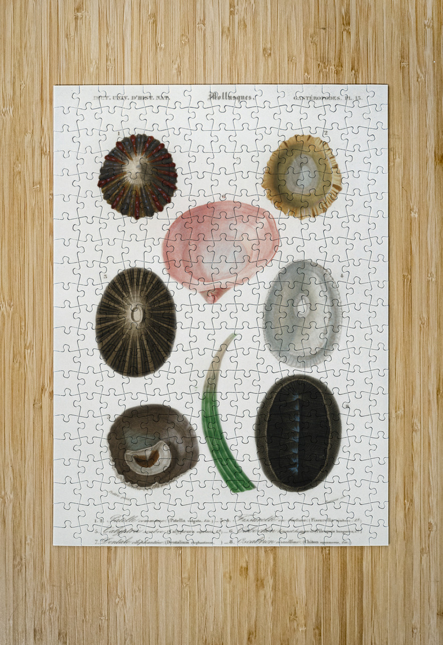 Different types of mollusks IStockHistory com Puzzle printing