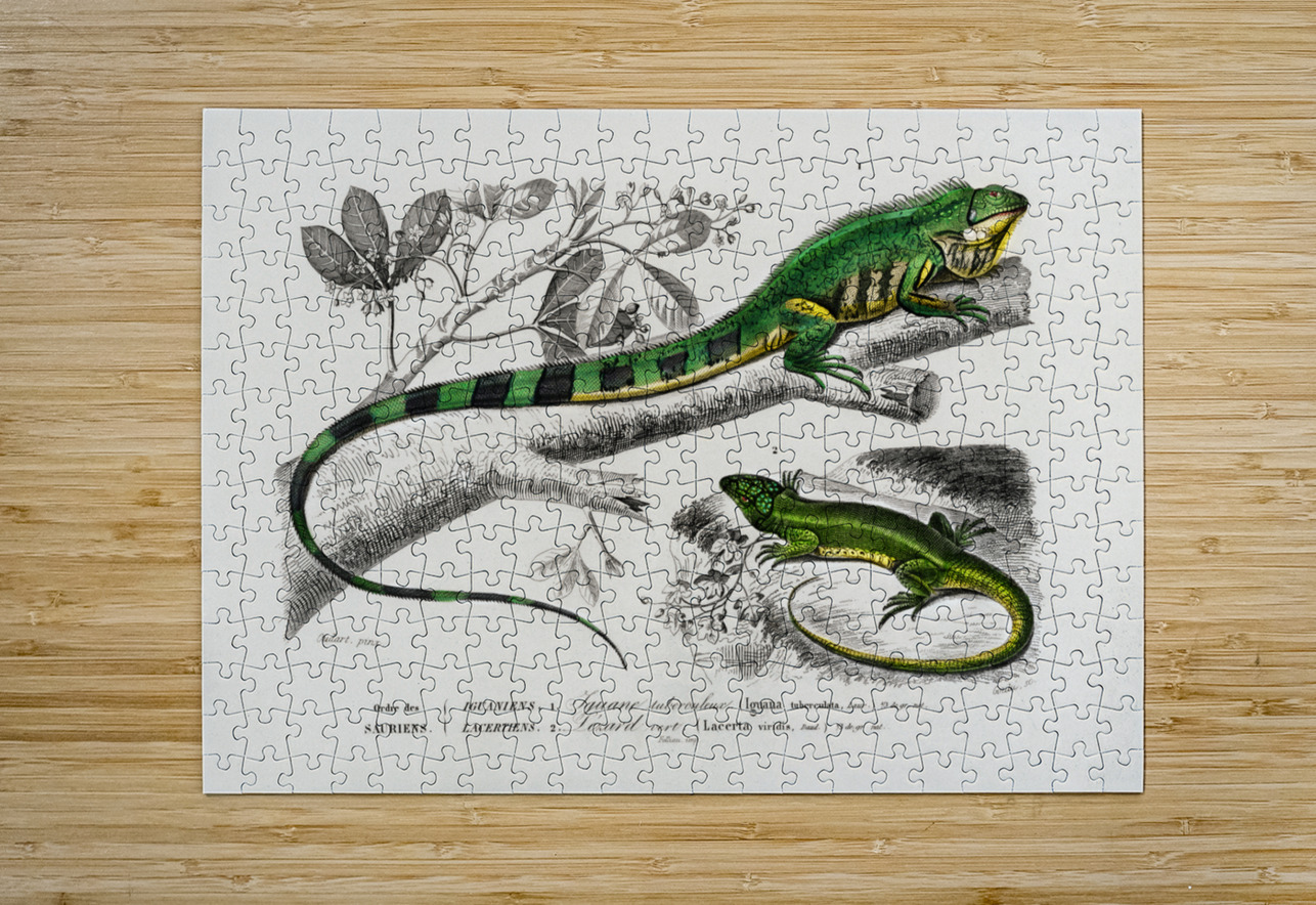 Different types of mollusks IStockHistory com Puzzle printing