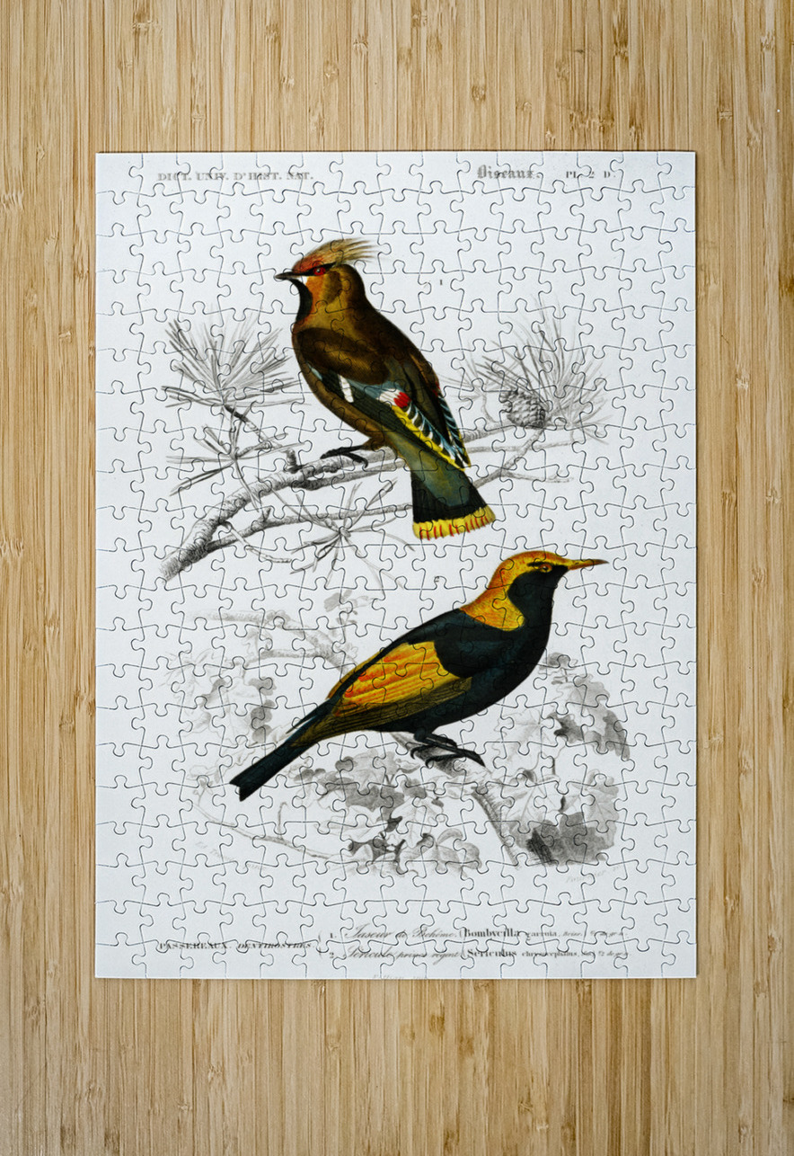 Different types of birds IStockHistory com Puzzle printing