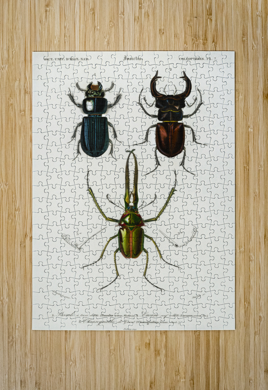 Different types of beetles IStockHistory com Puzzle printing