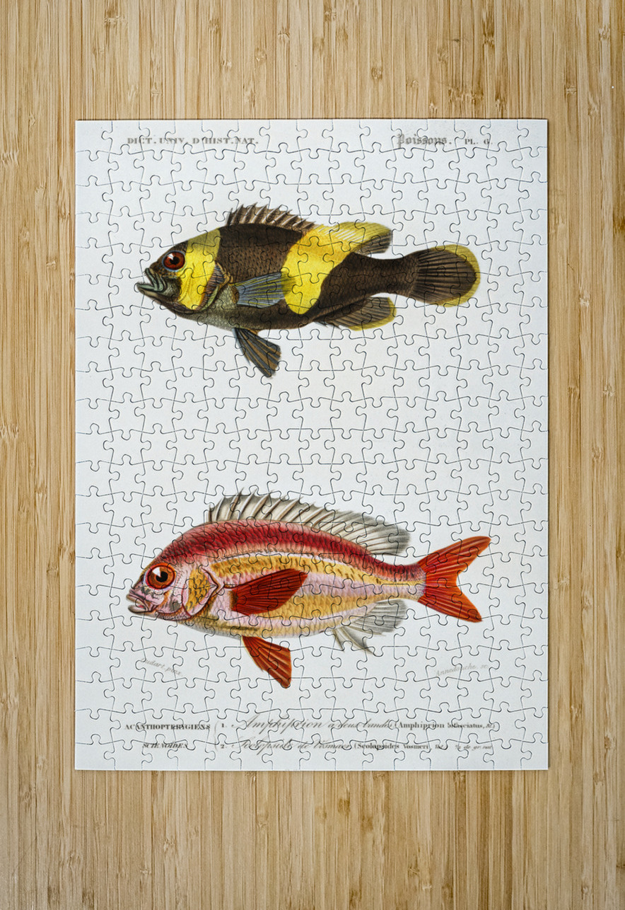 Different types of fishes IStockHistory com Puzzle printing
