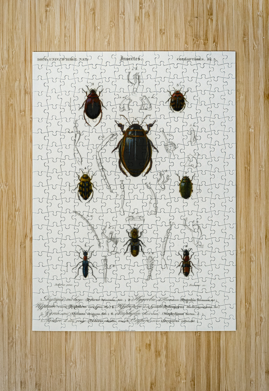 Different types of beetles IStockHistory com Puzzle printing