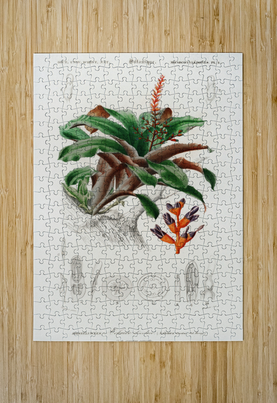 Bromeliad Aechmea discolor IStockHistory com Puzzle printing