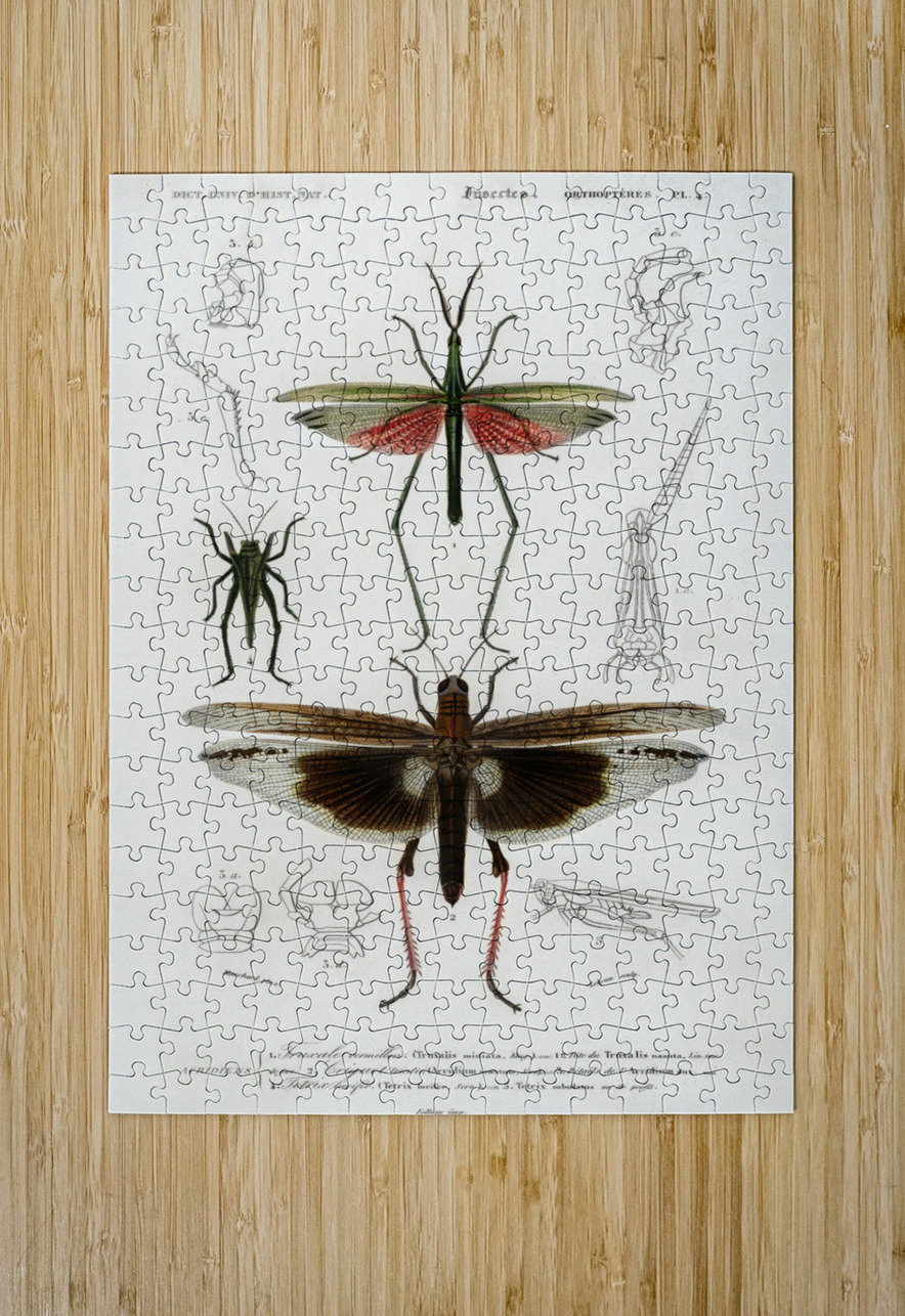 Different types of bugs IStockHistory com Puzzle printing