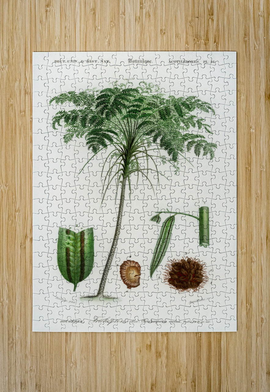 Trichipteris excelsa IStockHistory com Puzzle printing