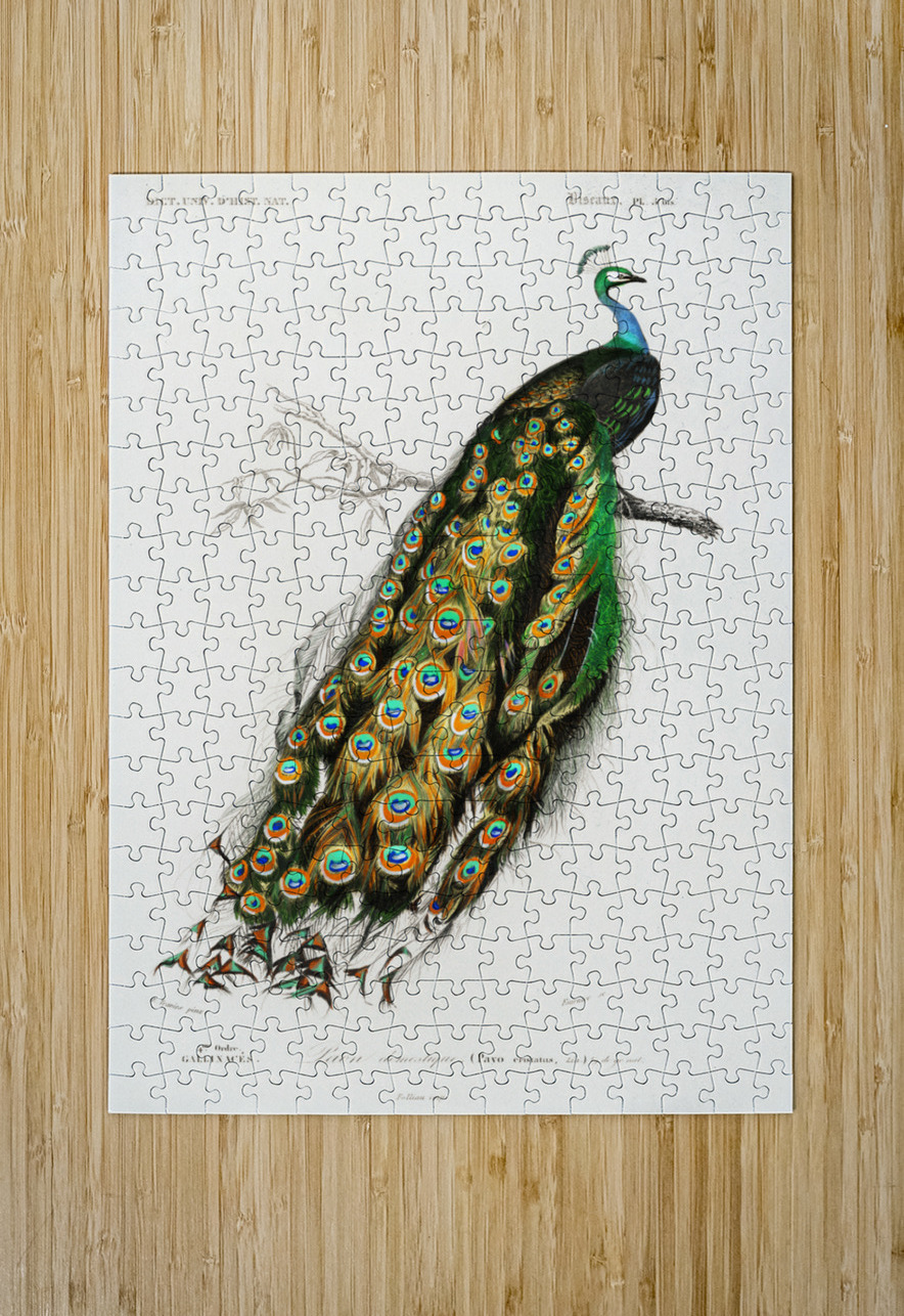 Indian peafowl bird IStockHistory com Puzzle printing
