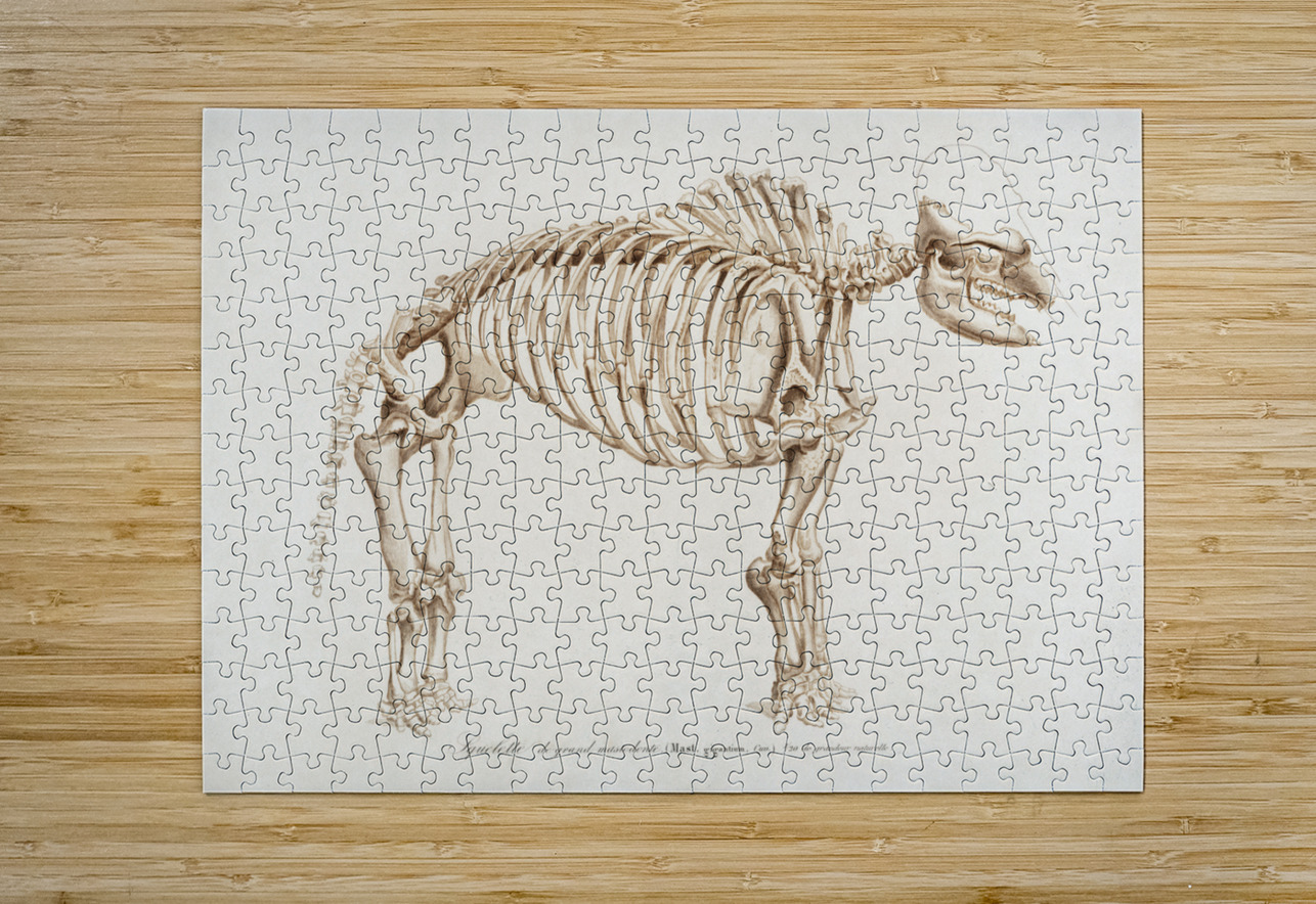 Mudpuppy Menabranchus lateralis and Greater siren Siren lacertina IStockHistory com Puzzle printing