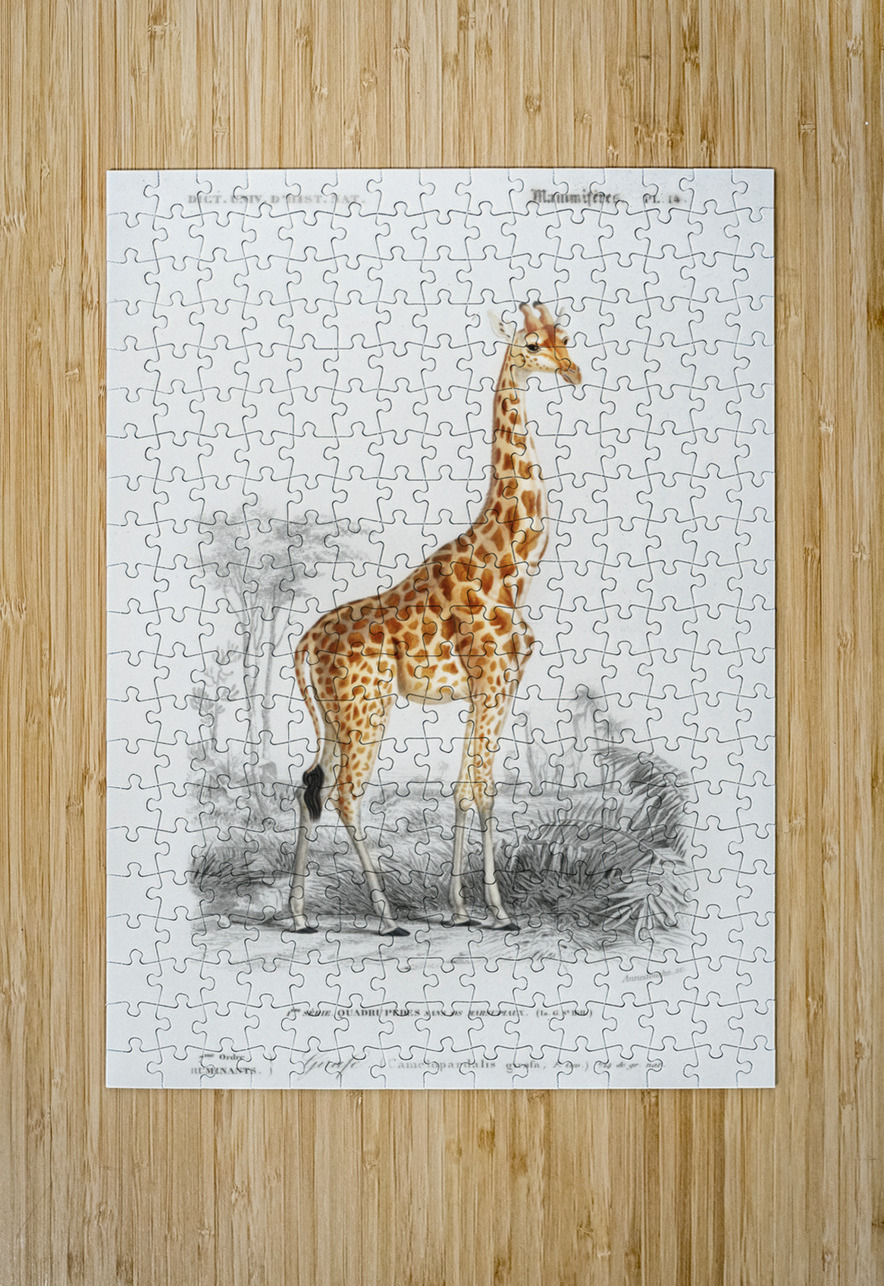 Vintage giraffe poster IStockHistory com Puzzle printing