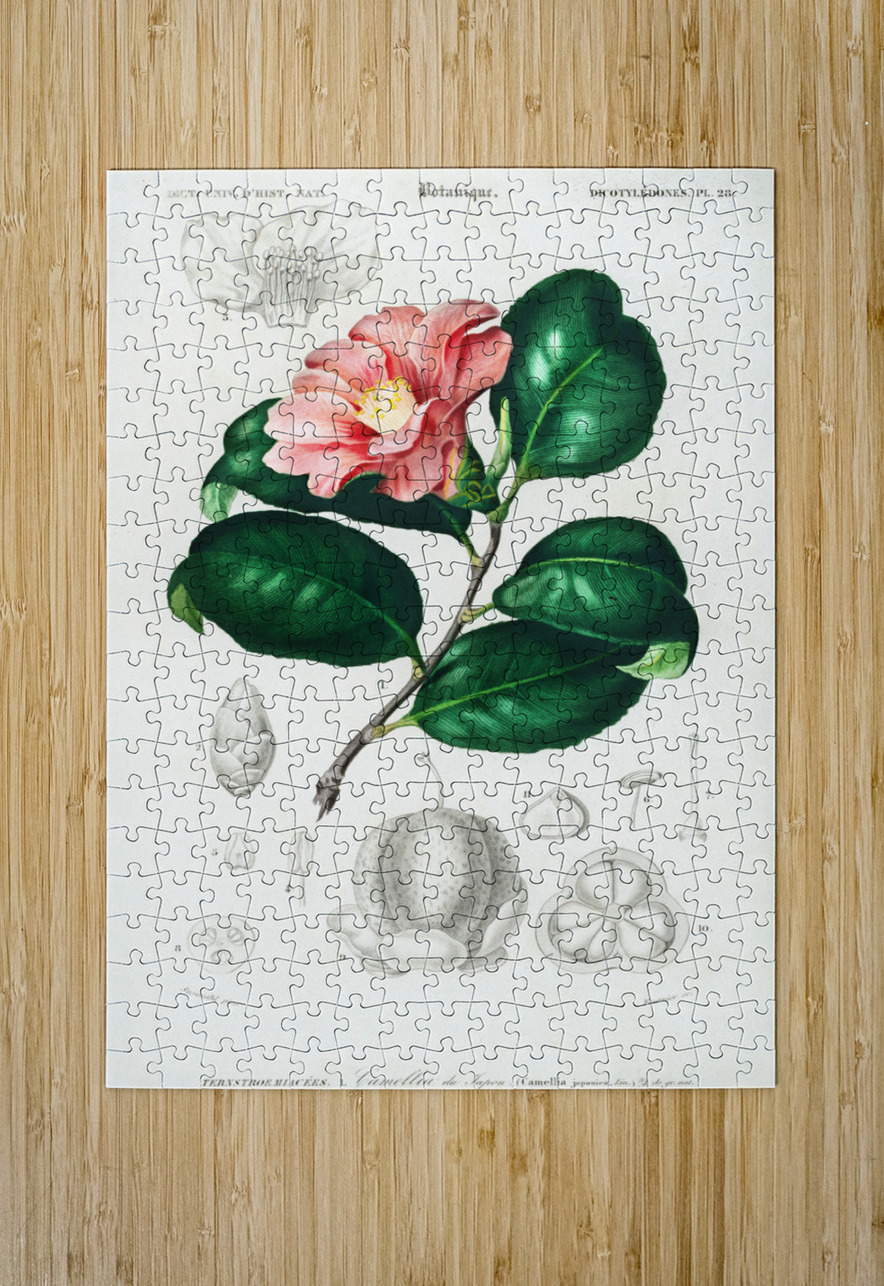 Eastern dobsonfly Corydalus cornutus IStockHistory com Puzzle printing