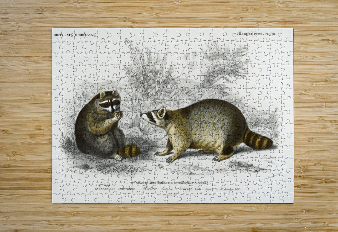 Raccoon Procyon lotor IStockHistory com Puzzle printing