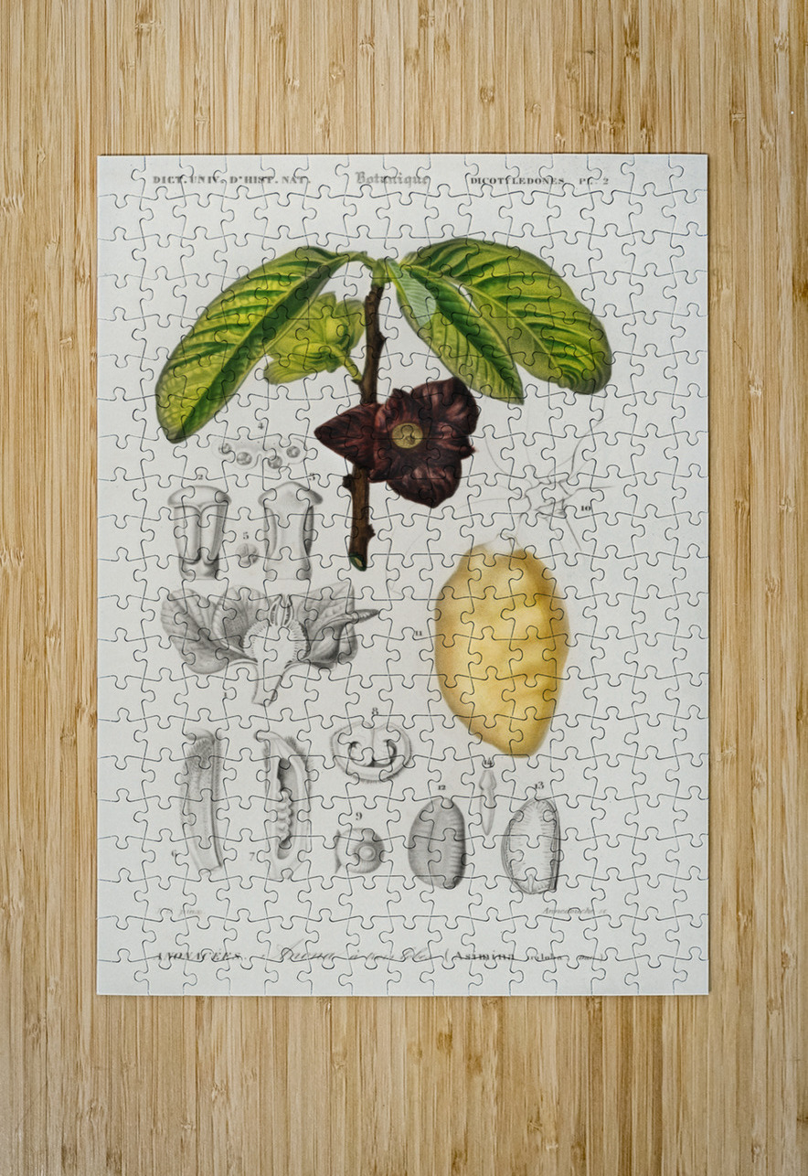 Asimina triloba IStockHistory com Puzzle printing