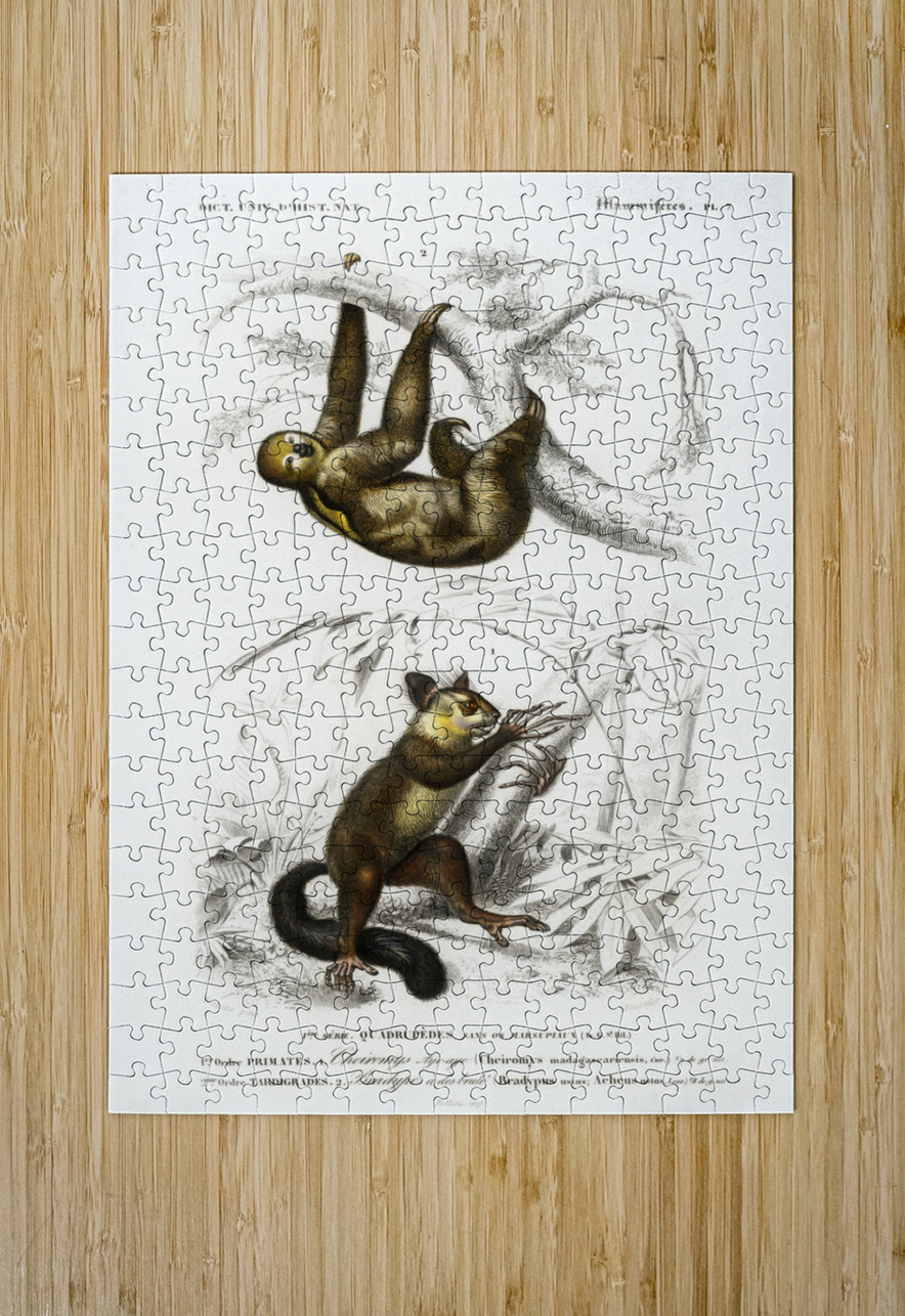 Three-toed Sloth Bradypus ustus and Aye-aye Cheiromys madagascariensis IStockHistory com Puzzle printing