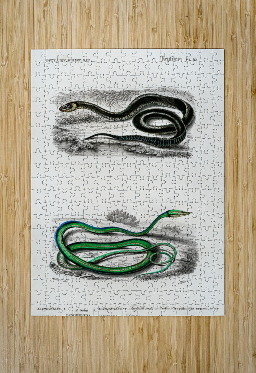 Grass Snake and the green vine snake IStockHistory com Puzzle printing