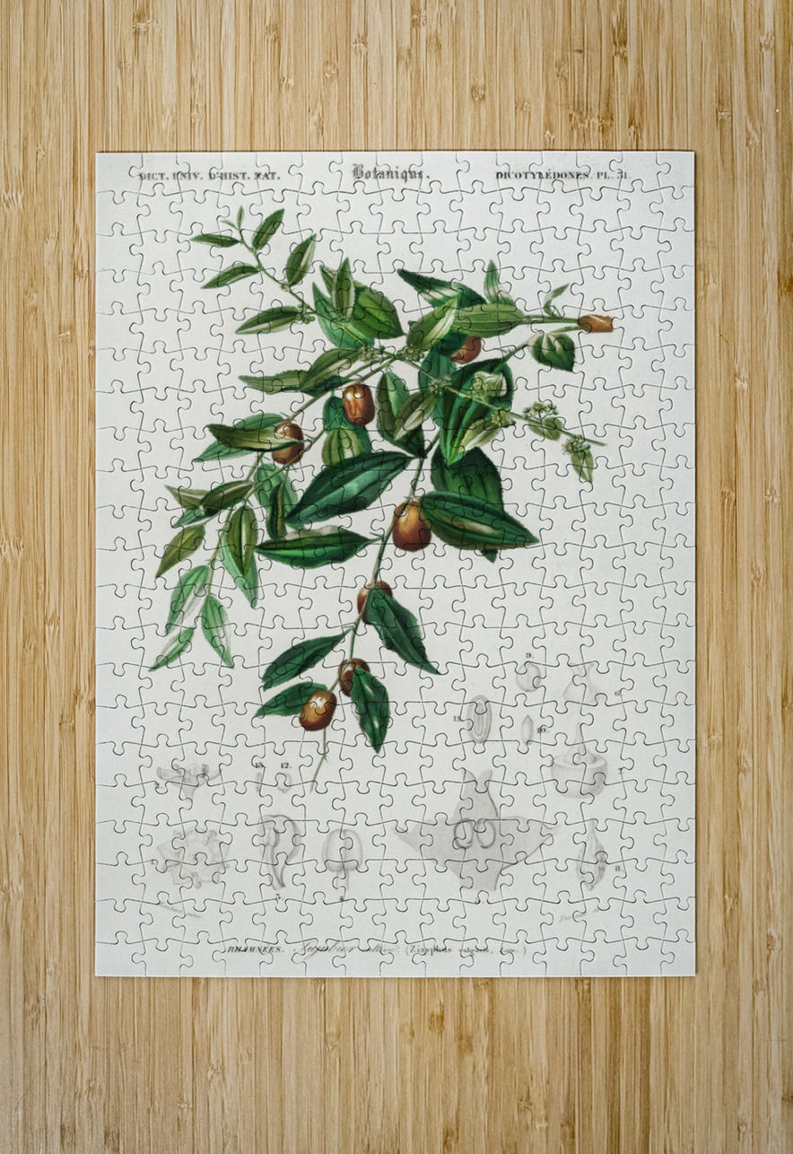 Jujube red date Ziziphus vulgaris IStockHistory com Puzzle printing