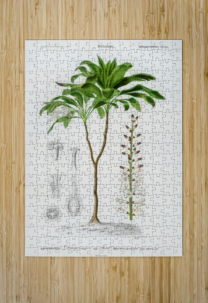Dracaena brasiliensis IStockHistory com Puzzle printing