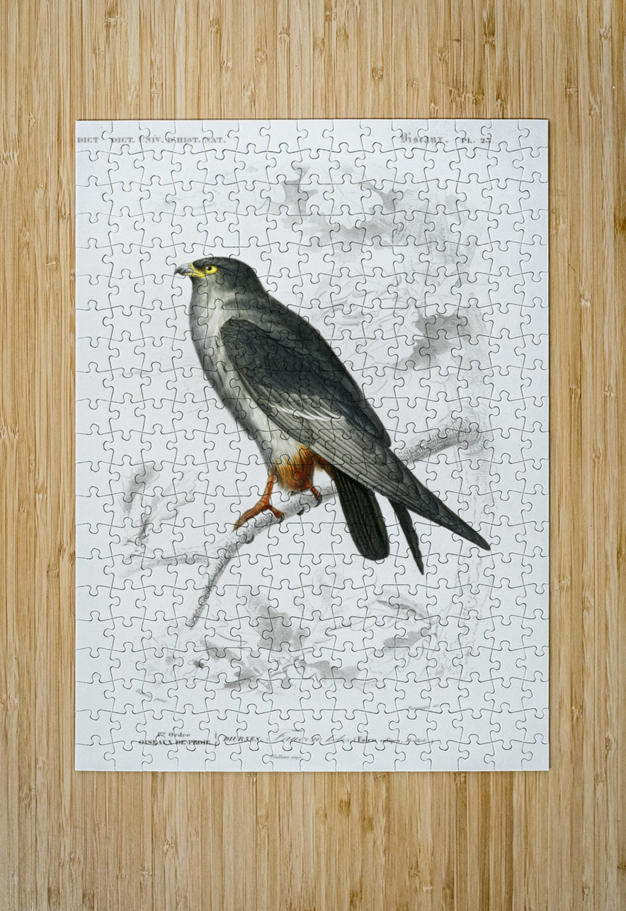 Different types of birds IStockHistory com Puzzle printing