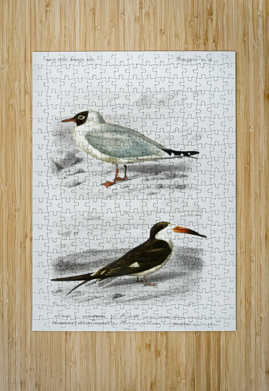 Different types of birds IStockHistory com Puzzle printing