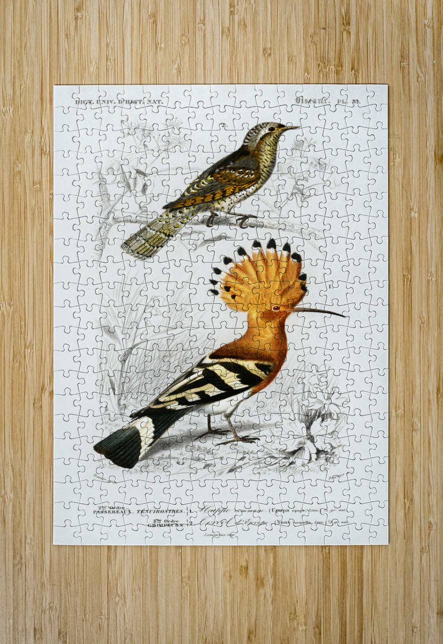 Different types of birds IStockHistory com Puzzle printing