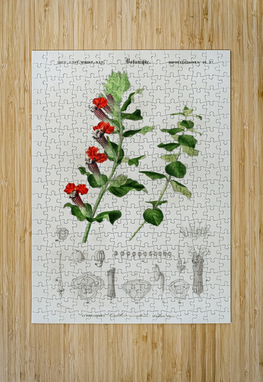 Different types of birds IStockHistory com Puzzle printing