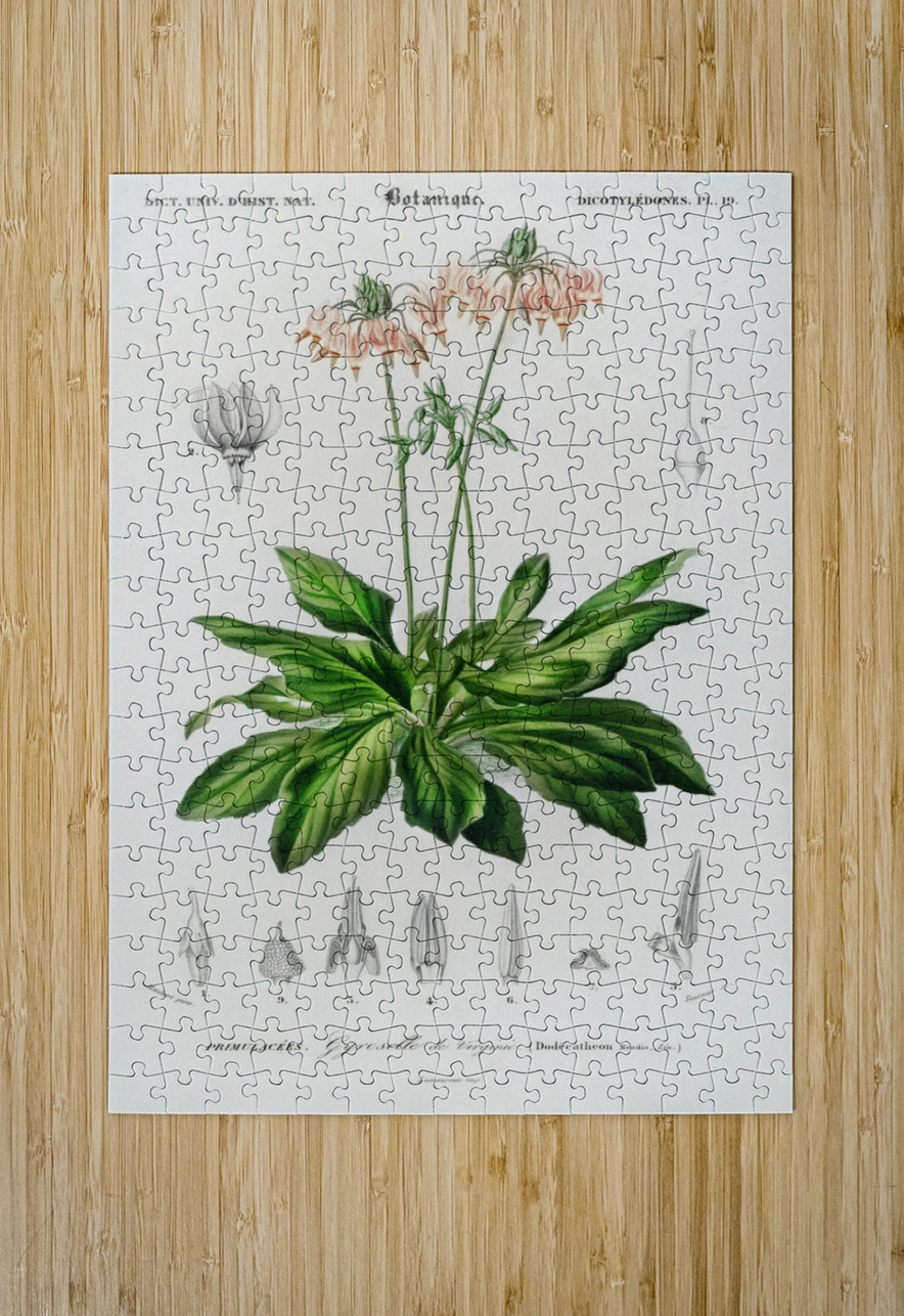 Dodecatheon meadia IStockHistory com Puzzle printing