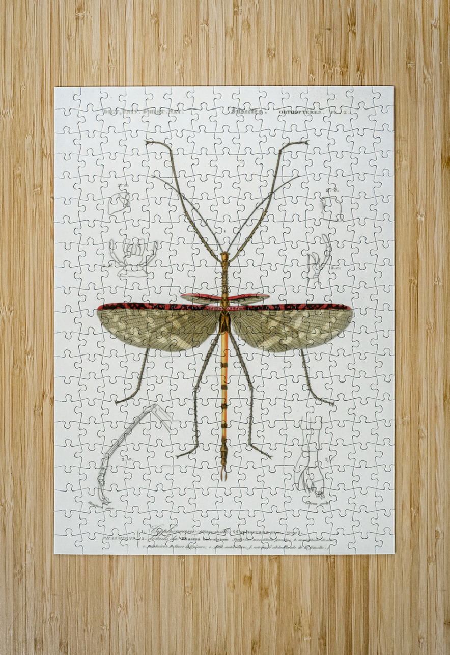 Cyphocrana titan IStockHistory com Puzzle printing