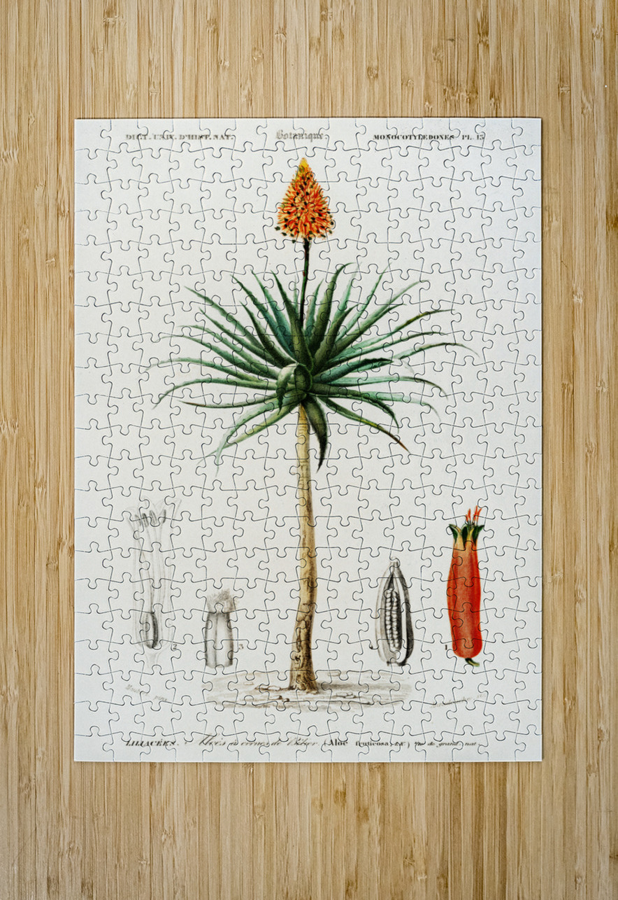 Candelabra aloe aloe fruticosa IStockHistory com Puzzle printing