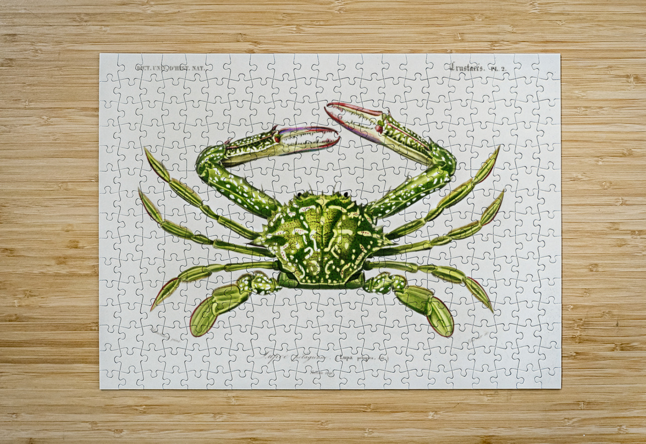 Portunus Lupa Pelagica IStockHistory com Puzzle printing