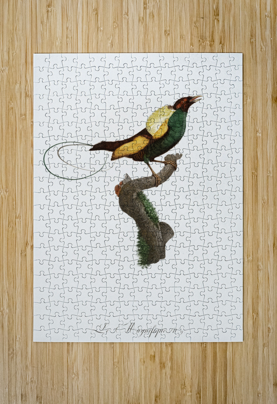 Curl-crested Manucode  IStockHistory com Puzzle printing