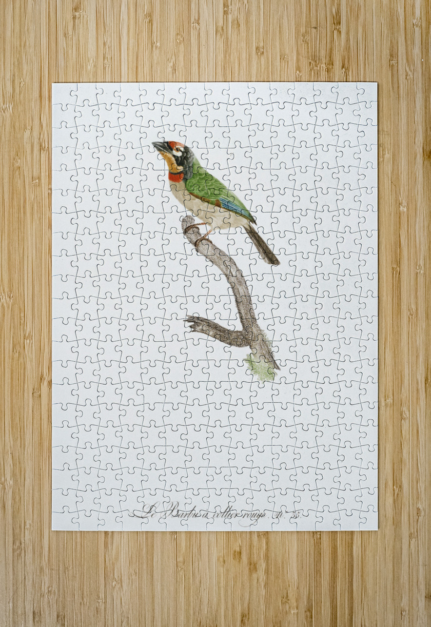 Black-collared barbet  IStockHistory com Puzzle printing