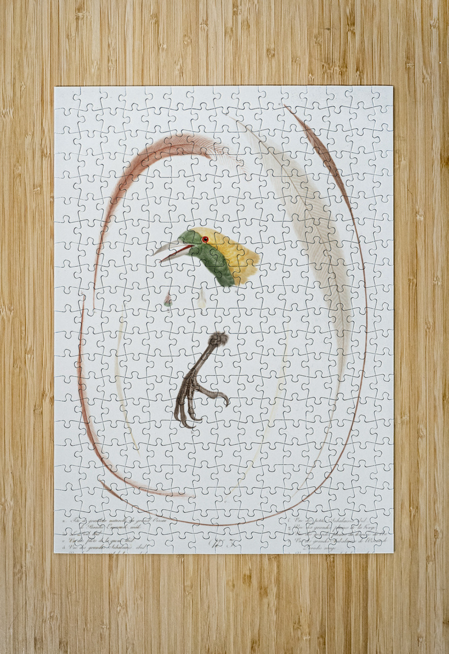 Emperor bird-of-paradise head claw feather and tail  IStockHistory com Puzzle printing