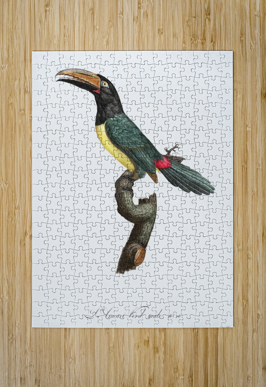 Green aracari  IStockHistory com Puzzle printing