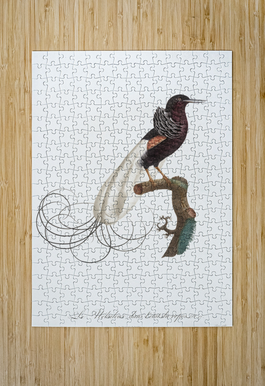 Twelve wired bird of paradise  IStockHistory com Puzzle printing