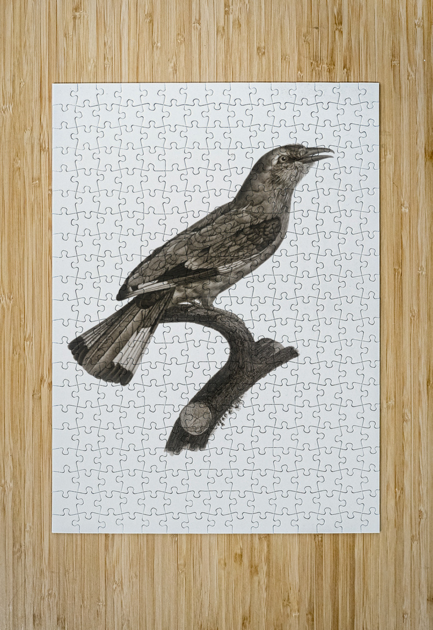 Varied roller of Africa  IStockHistory com Puzzle printing