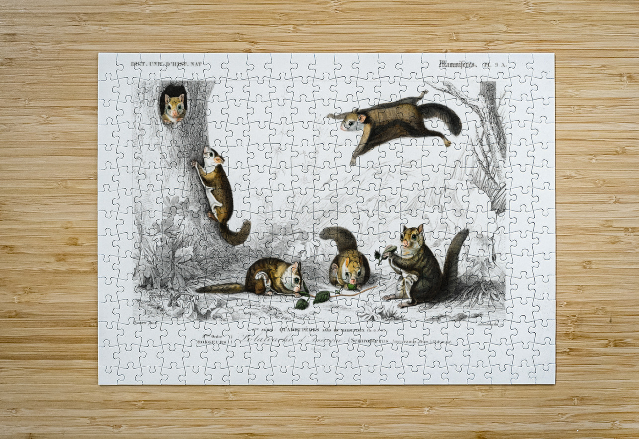 Glaucomys sabrinus Polatouche D Amerique IStockHistory com Puzzle printing