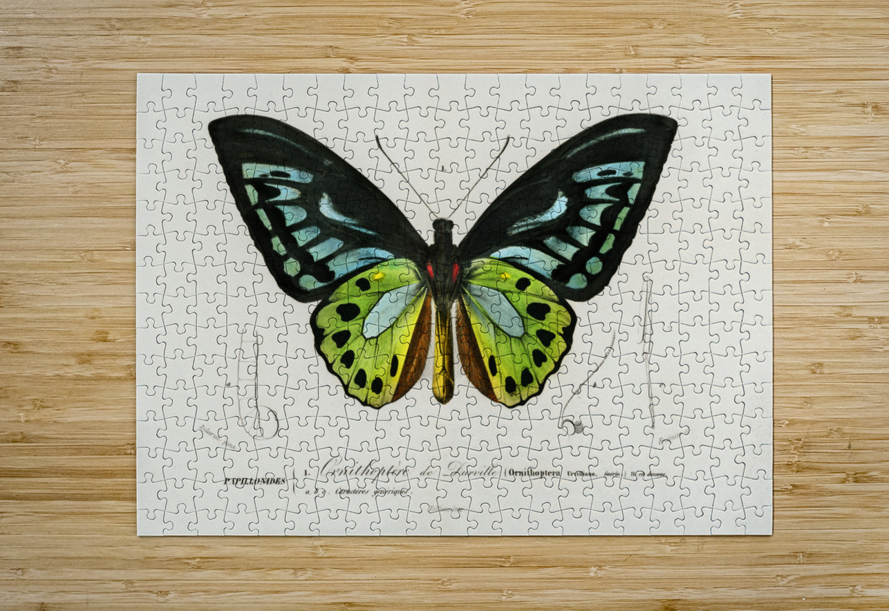 Green birdwing Ornithoptera priamus IStockHistory com Puzzle printing