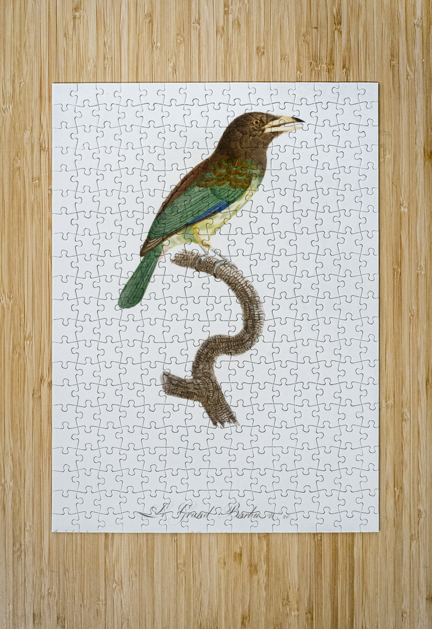 Great barbet  IStockHistory com Puzzle printing