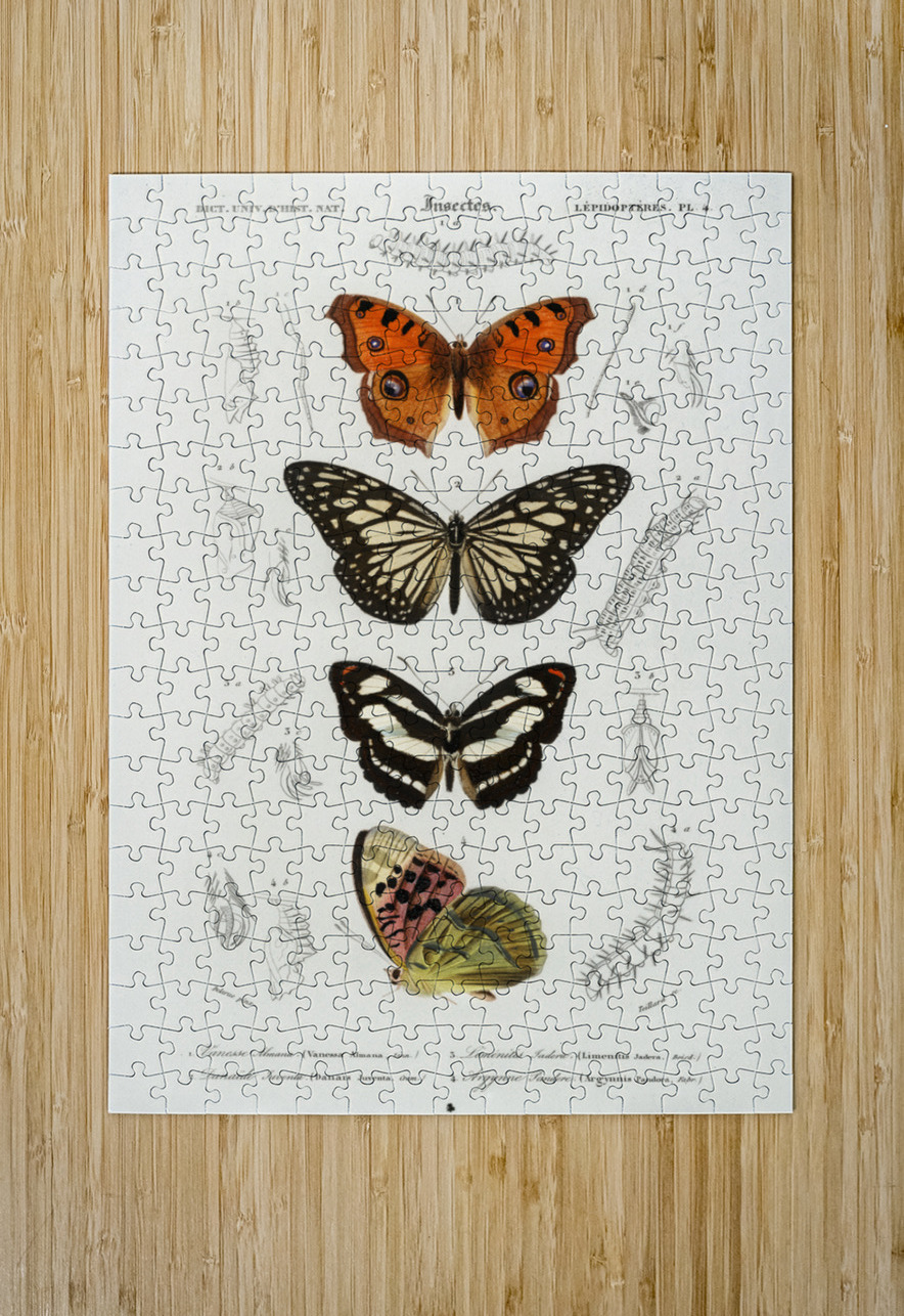 Collection of butterflies IStockHistory com Puzzle printing