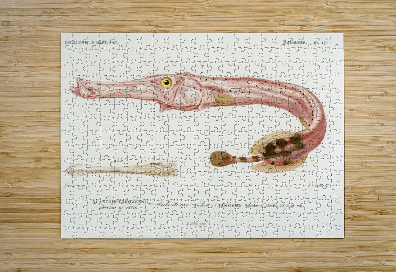 Aulostoma maculatum IStockHistory com Puzzle printing