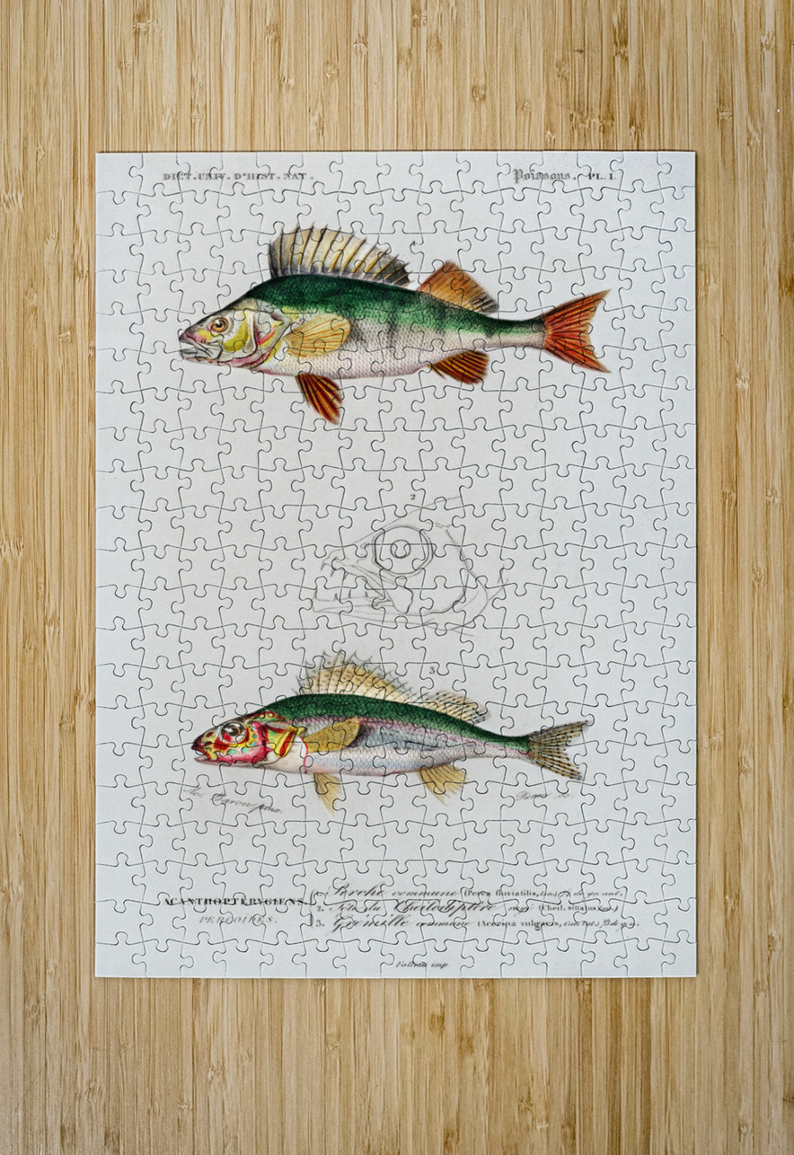 Perca fluviatilis and Gymnocephalus IStockHistory com Puzzle printing