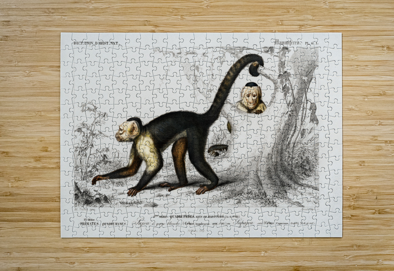 White-headed capuchin Cebus Hypoleucus IStockHistory com Puzzle printing