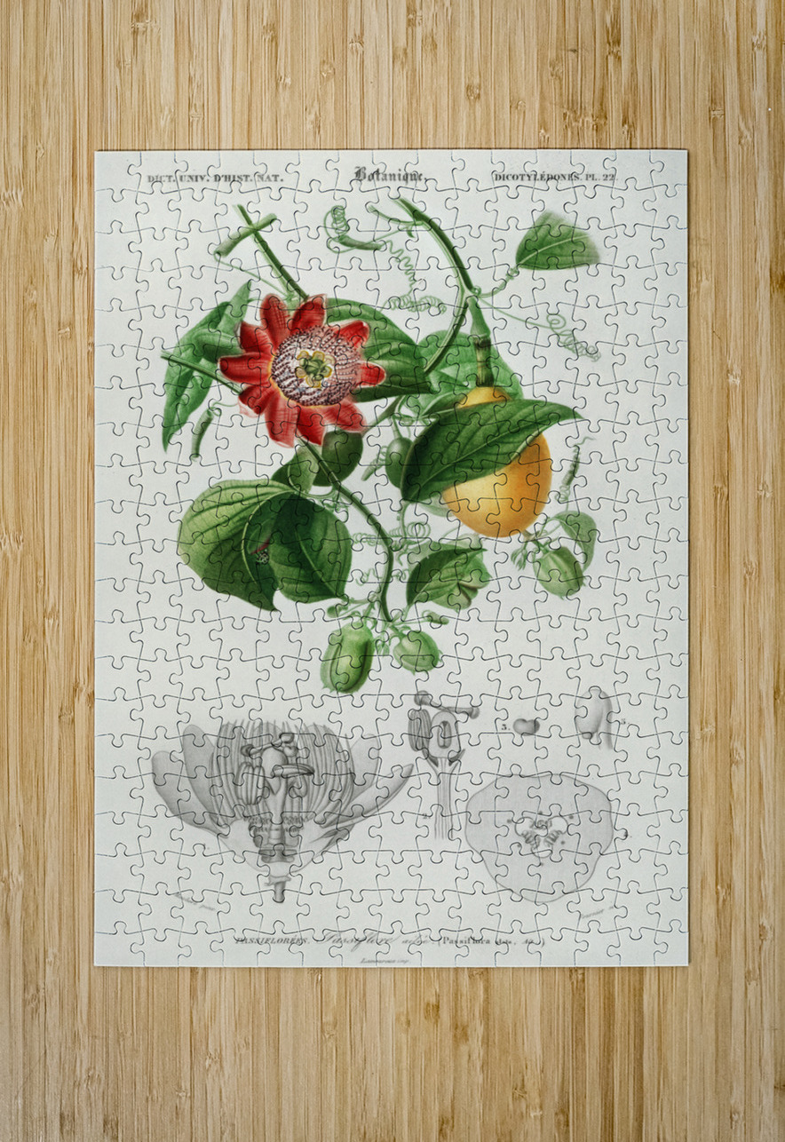 Green-tailed Jacamarfemale IStockHistory com Puzzle printing