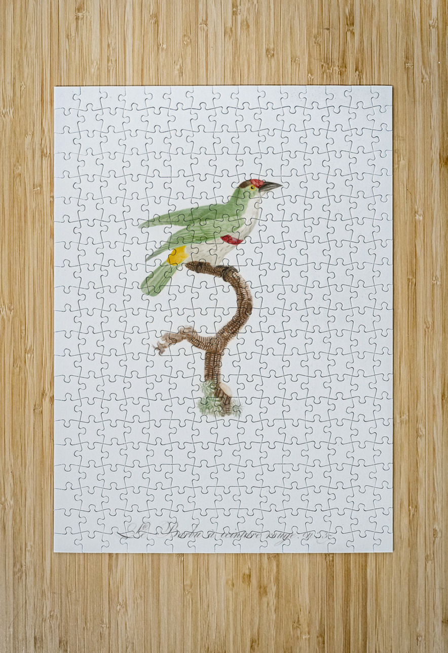 Red-belt barbet  IStockHistory com Puzzle printing