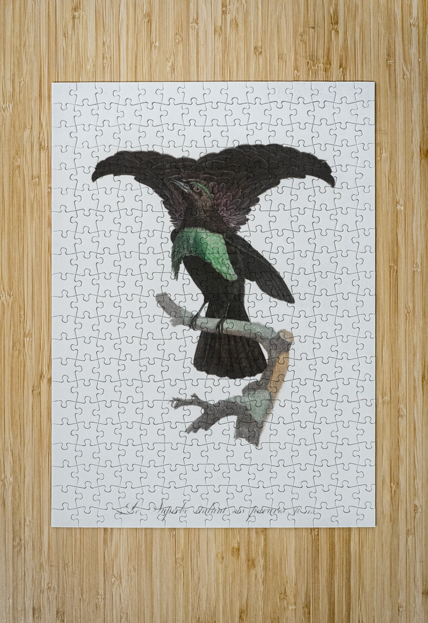 Superb bird of paradise  IStockHistory com Puzzle printing