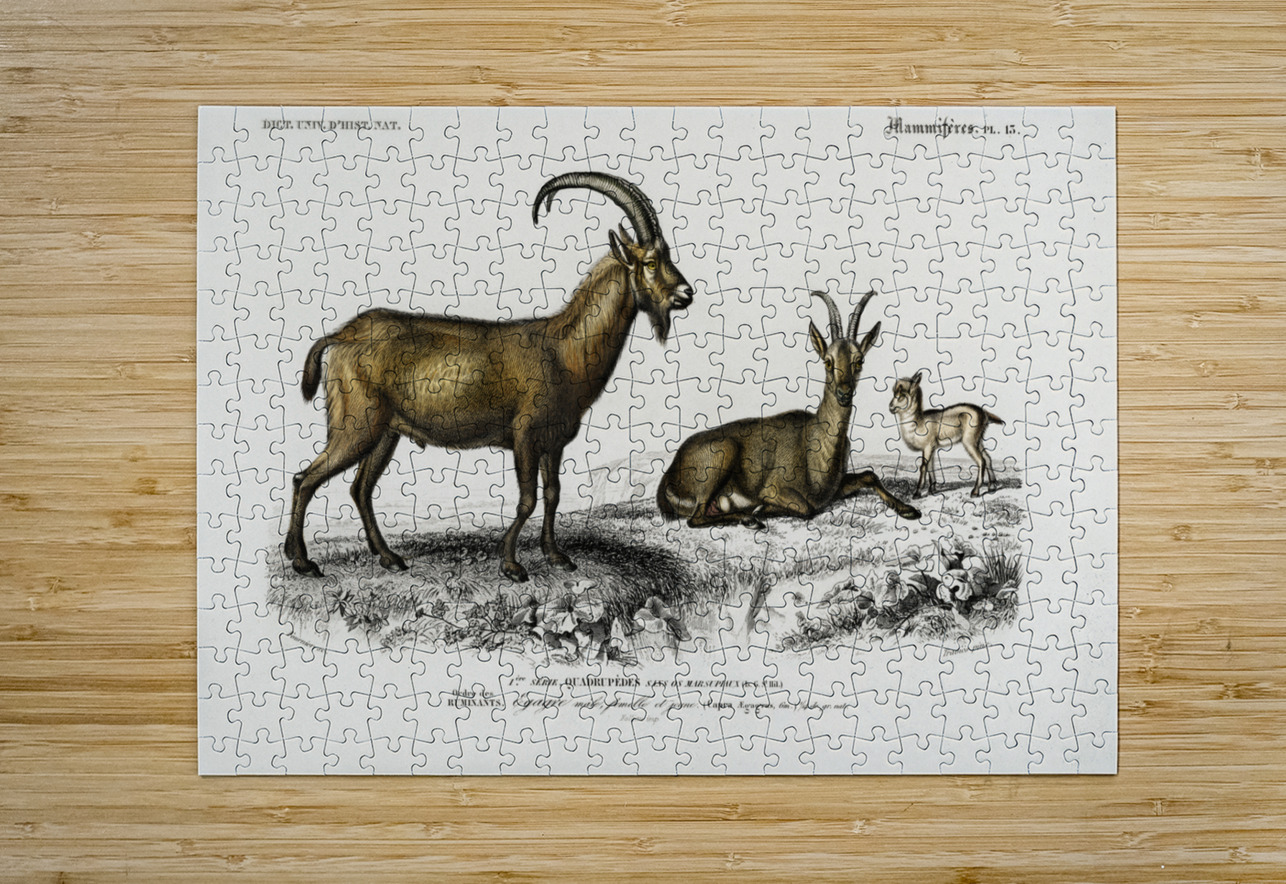 Wild goat Capra Agagrus IStockHistory com Puzzle printing