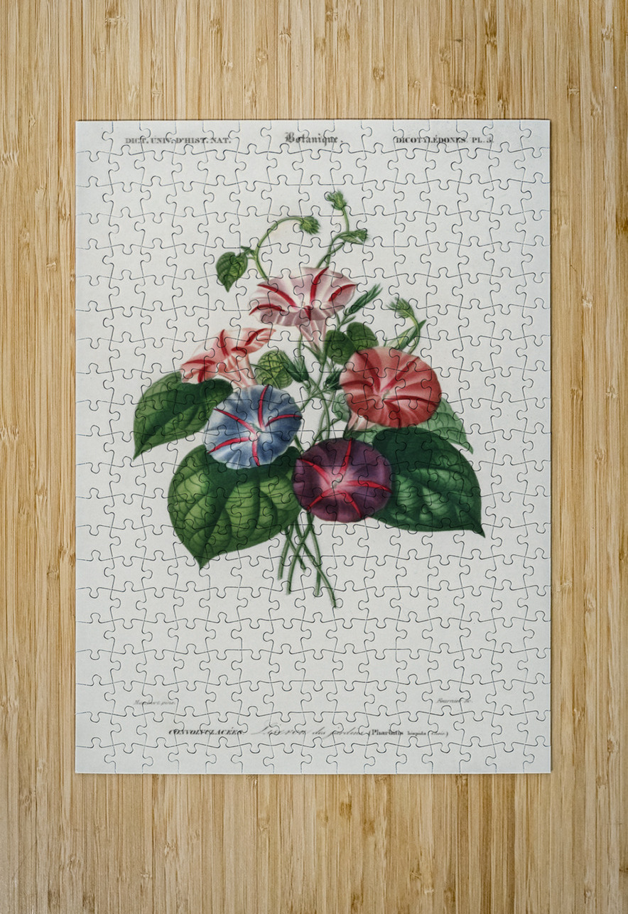 Morning-glory Pharbitis hispida IStockHistory com Puzzle printing