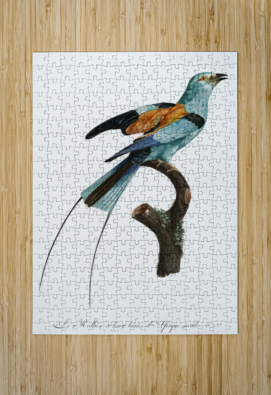 Magnificent bird of paradise female  IStockHistory com Puzzle printing