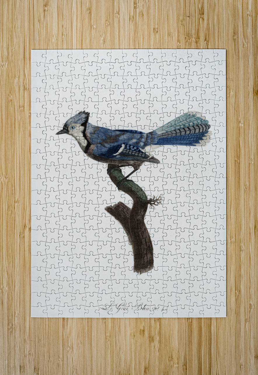 Blue Jay  IStockHistory com Puzzle printing