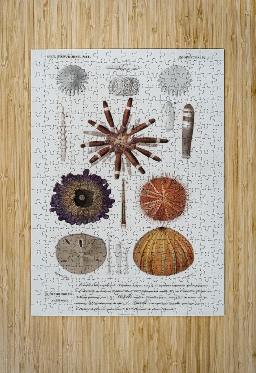 Different types of sea urcnhins IStockHistory com Puzzle printing