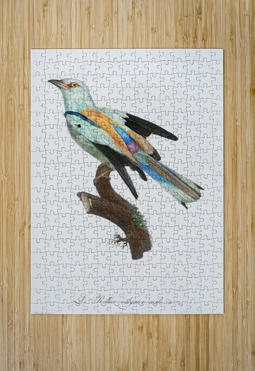 Abyssinian roller male  IStockHistory com Puzzle printing